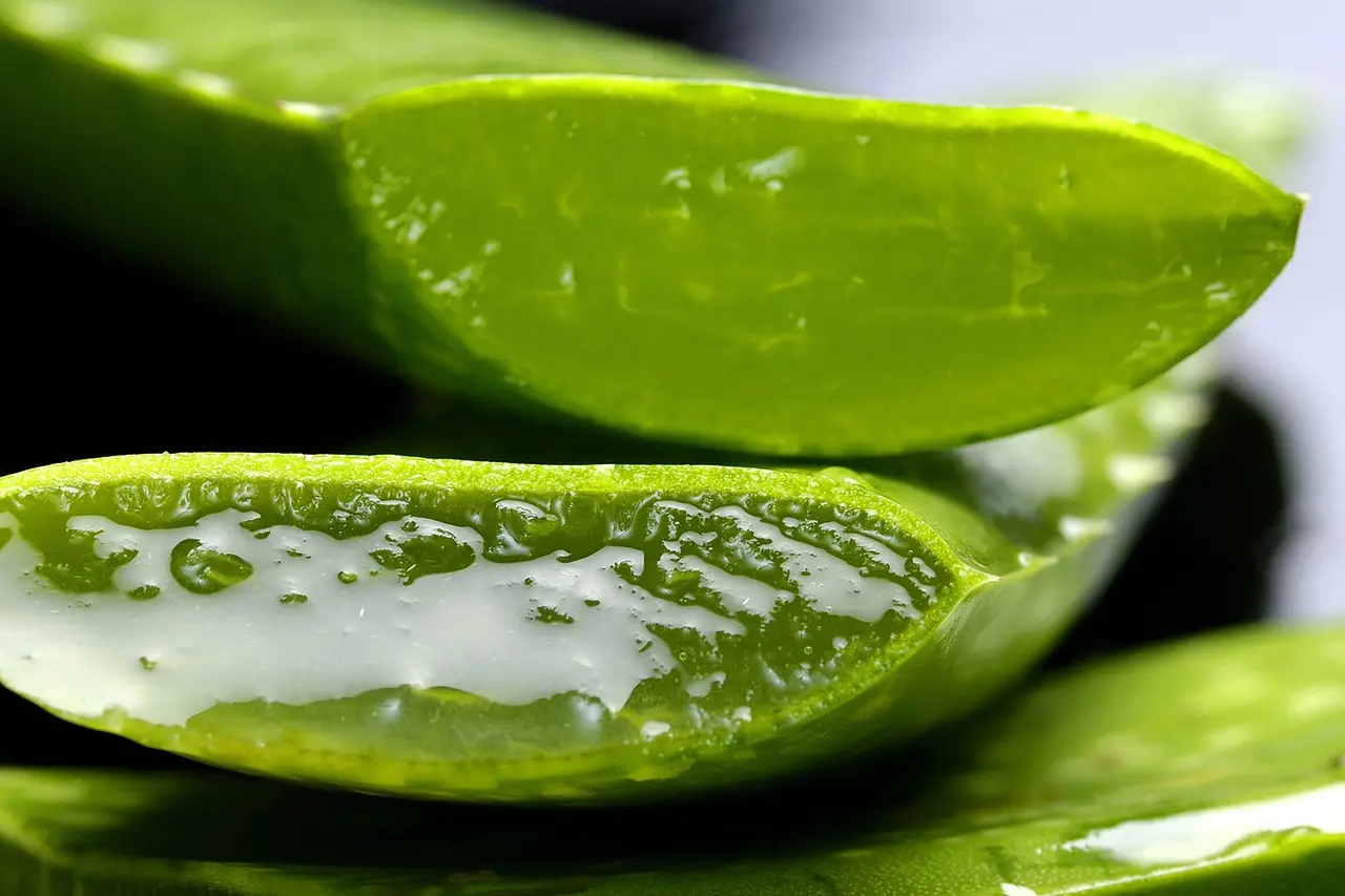 Gel z aloe vera / Autor: Pixabay.com