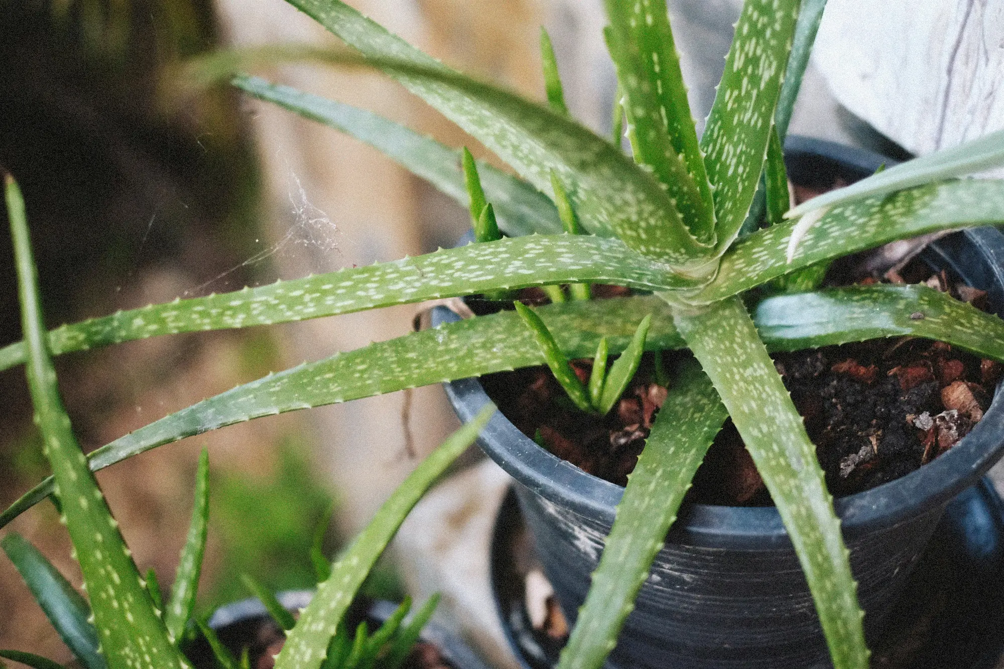 Aloe vera / Autor: Pexels.com