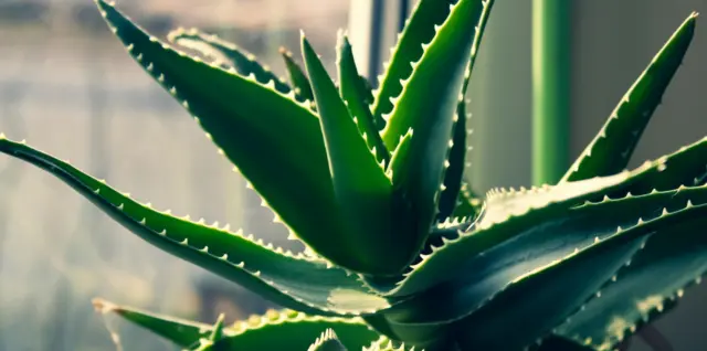 Aloe vera / Autor: Pexels.com