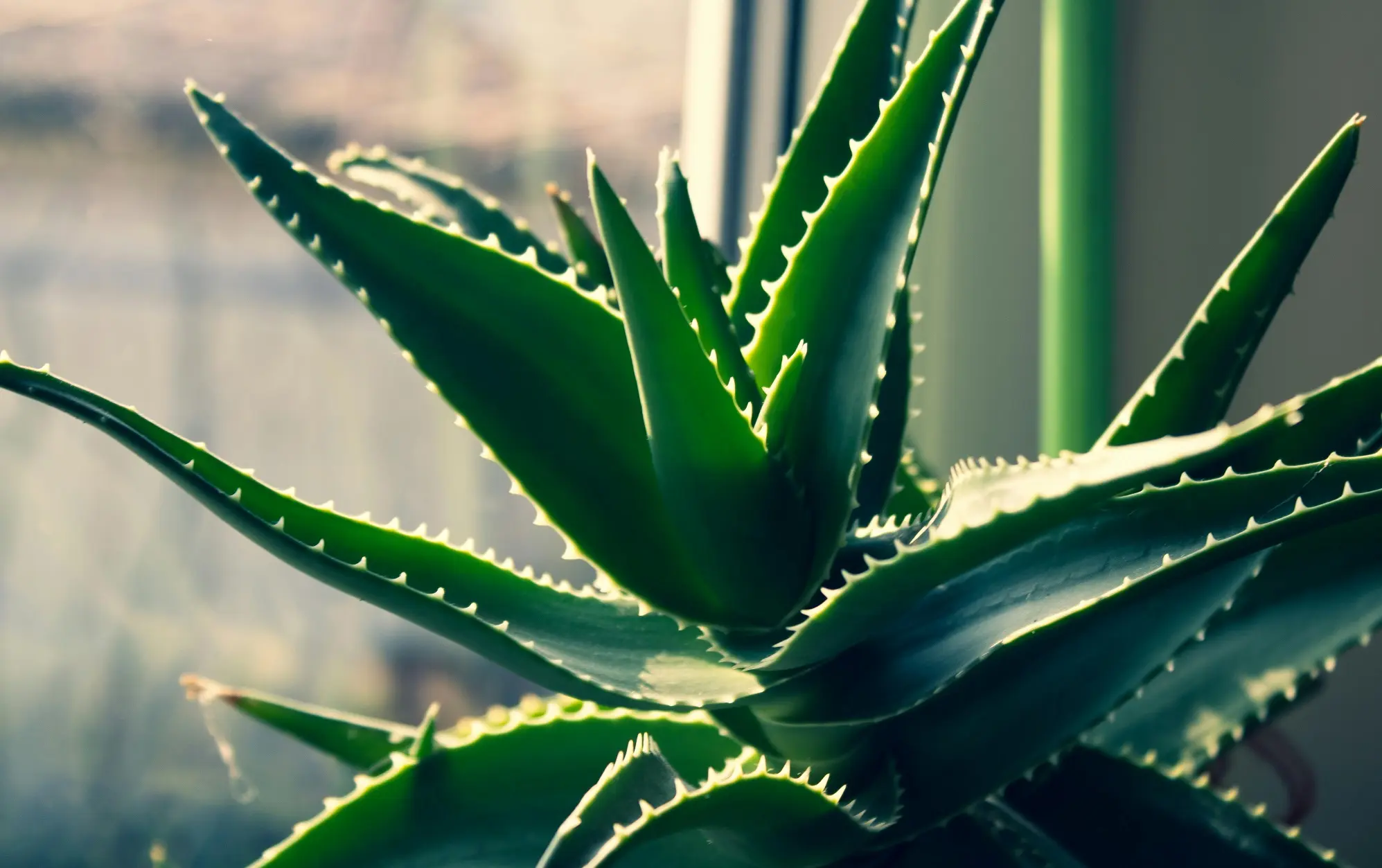 Aloe vera / Autor: Pexels.com